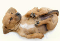 Hind Limbs of a Puppy
