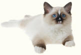 Ragdoll
