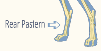Rear Pastern of Domestic Dog