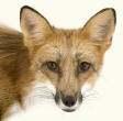Red Fox Head