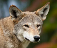 Red Wolf Canis rufus