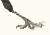 Talon