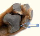 Heel Pad of Dog