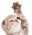 Forelimb of Scottish Fold Kitten