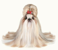 Shih Tzu for Show