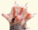 Sphynx Sphinx Cat Paw and Claws