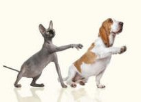 Sphynx Cat and Basset Hound Legs