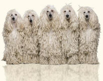 Poodles