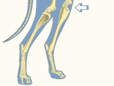 Stifle of Domestic Dog