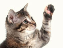 Tabby Forelimb Revealing Paw