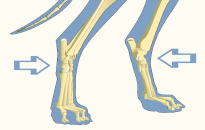 Hocks of Domestic Dog
