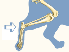 Tarsals of Domestic Cat