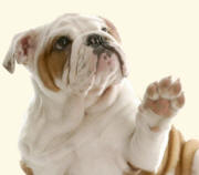 Bulldog Thoracic Limb