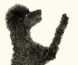 Toy Poodle Sideways