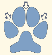 Interdigital Space of Dog Paw
