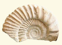 Trilobite