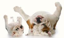 Bulldogs Upside Down