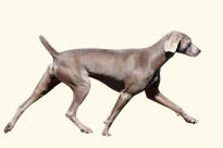 Weimaraner Dog Striding