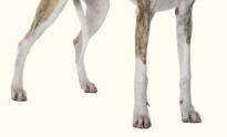 Whippet Feet