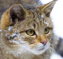 Wildcat Felis silvestris