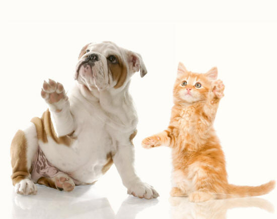 English Bulldog and Kitten Reveal Their Paws