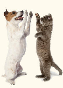 Jack Russell and Kitten Revealing Paws